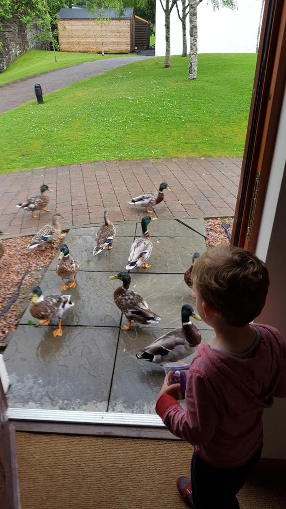 scots2travel's tweet photo. Somebody at the door! #Moness Resort #Aberfeldy #Scotland #Perthshire
@visitperthshire @VisitScotland #mums #ttot https://t.co/J6BOG8ZYJK