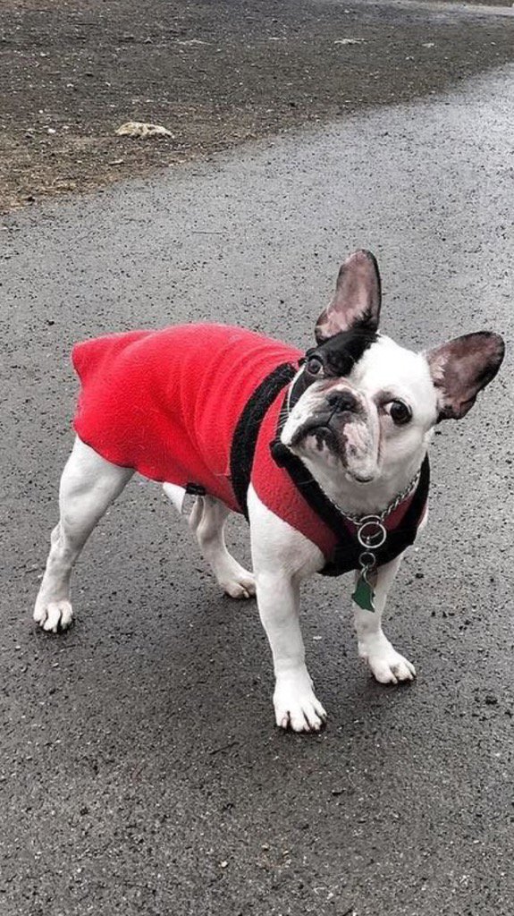 CMoopig's tweet image. 