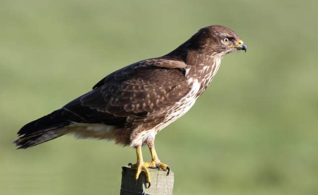 nffoc2020's tweet photo. @ElsLeicher Buizerd, recordhouder paalzitten... https://t.co/F6byjD4qxD