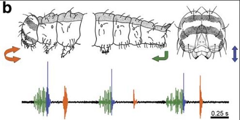 ProfDelfin's tweet image. La oruga de abedul enmascarado usa tambores anal para reclutar colaboradores en la construcción de refugios de seda