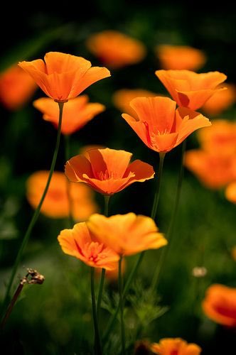 Happiness grows best in the
soul of contentment...