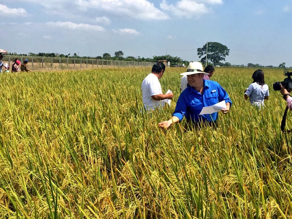 PrefecturaElOro's tweet photo. En Granja Experimental "La Cuca" se desarrolla la valoración y características de variedades mejoradas de arroz.
1/2 https://t.co/SqendJAr7A