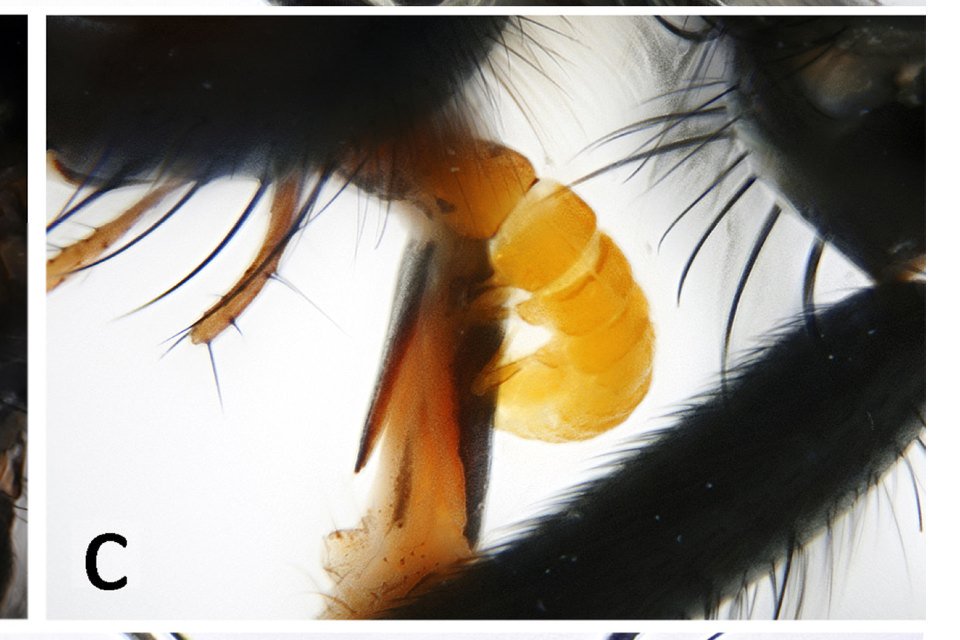 jmedeCCF's tweet photo. @osuc_curator @flygirlNHM I found some #phoretic larvae of Meloe on #flies
https://t.co/Y6begdfIE4 
A little creepy https://t.co/FV8j0QjU6e