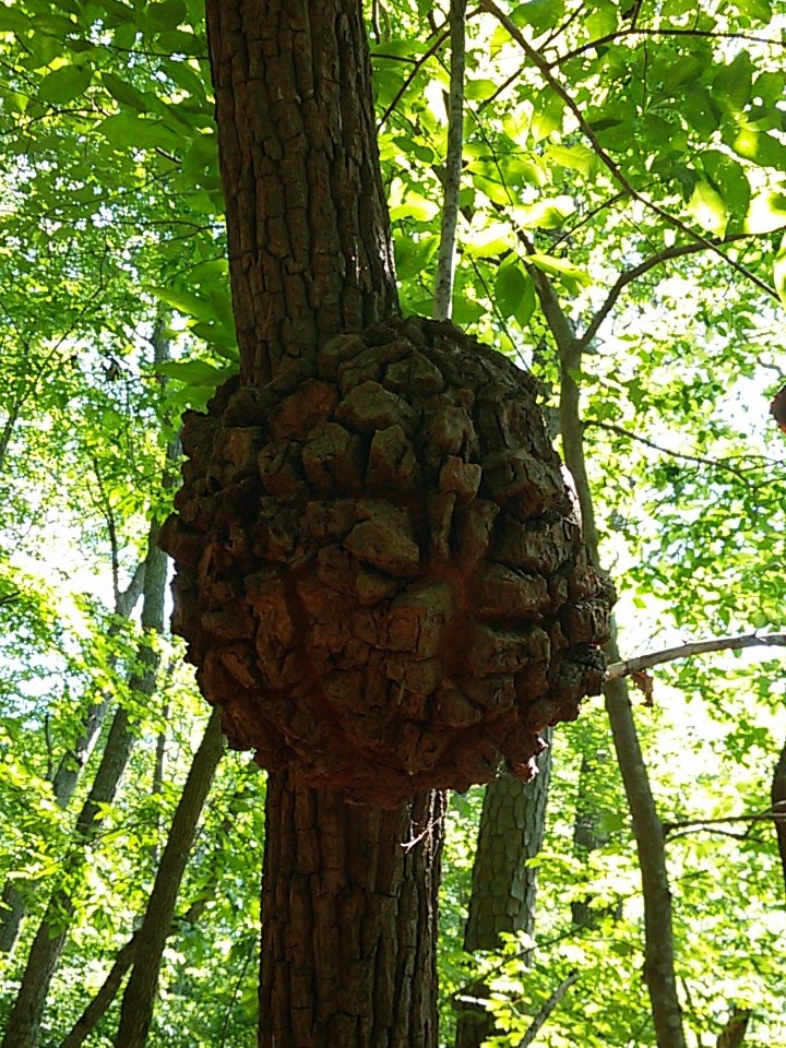 AdamCostanza's tweet photo. @treetaggr #species=sourwood #disease=gall at #Hemlock_Bluffs #treetaggr hike. https://t.co/ym1vYiTrKl