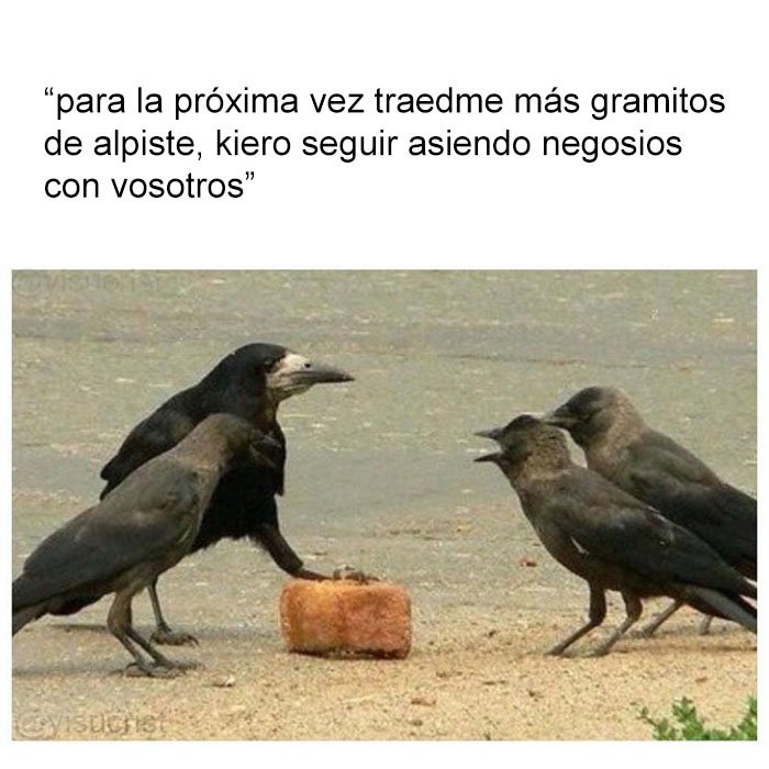 estos cuervos parese k stan en medio d unas negosiasiones ilegales