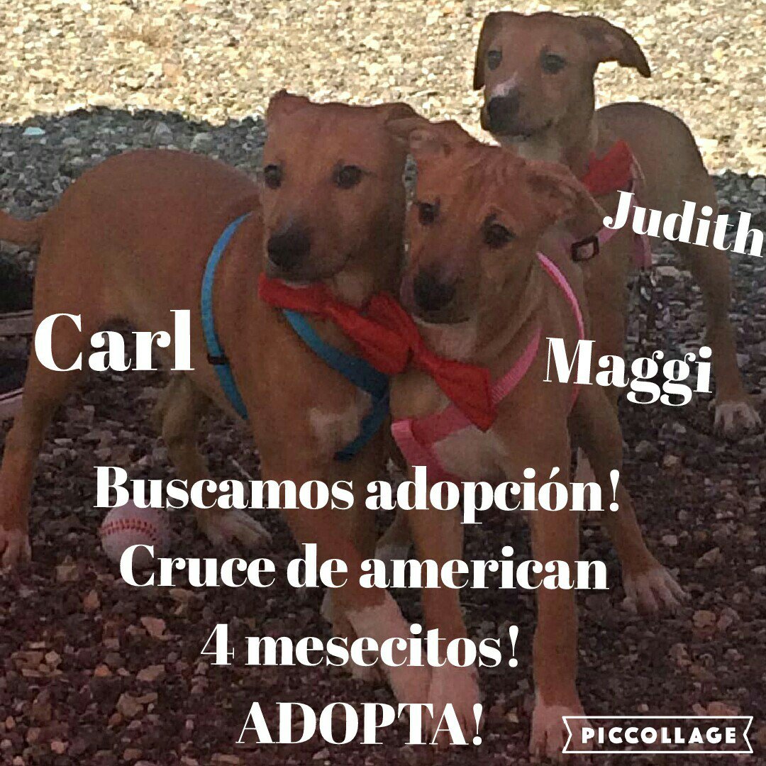 Ponunbicho's tweet photo. #adopta ! Bebes buscan hogar! Ponunbichoentuvida@gmail.com 600745940 690252841 #acoge #ayuda https://t.co/upKL2bQKpL