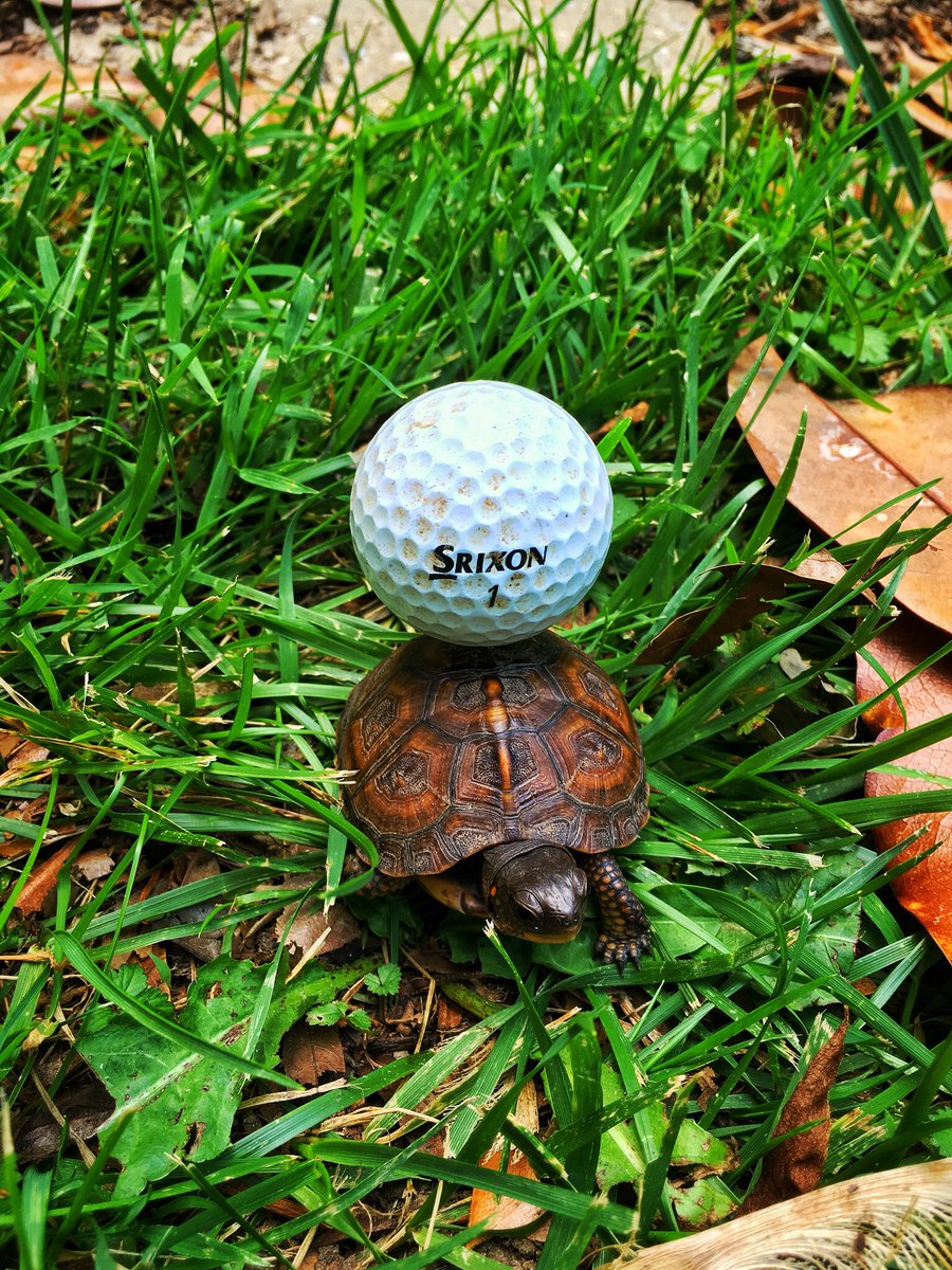 SOMTurtle tweet picture
