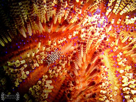 Provence_photo's tweet photo. #Underwater #Photography #Urchin #ZebraCrab #Crab #Scuba #ScubaDiving #NationalGeographic #Nature #Indonesia #Bali https://t.co/l0I6pF09cn