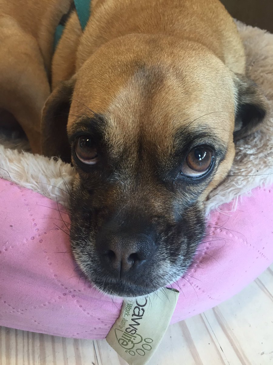 WideEyeCo's tweet image. Meet Lucy, Wide Eye&apos;s official office puggle!