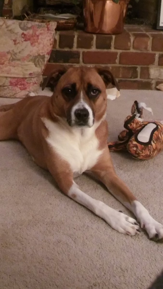 MissPriss426's tweet photo. Here's your daily dose of daisy https://t.co/xJHfEsYBJM