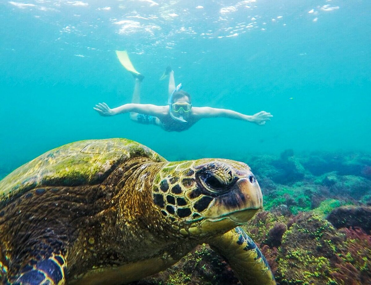 heroe593's tweet photo. #WorldSeaTurtleDay
Ph: @heroe593
#LosTúneles #islaIsabela #Galápagos #Ecuador
https://t.co/rNKnPitZaI https://t.co/YzKXNqKKzO