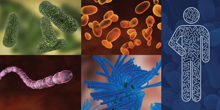 AMNH's tweet photo. Mystified by the microbiome? Check out our glossary of terms: https://t.co/zOMIJC6ODr #WorldInsideYou https://t.co/MDleFAcKAL