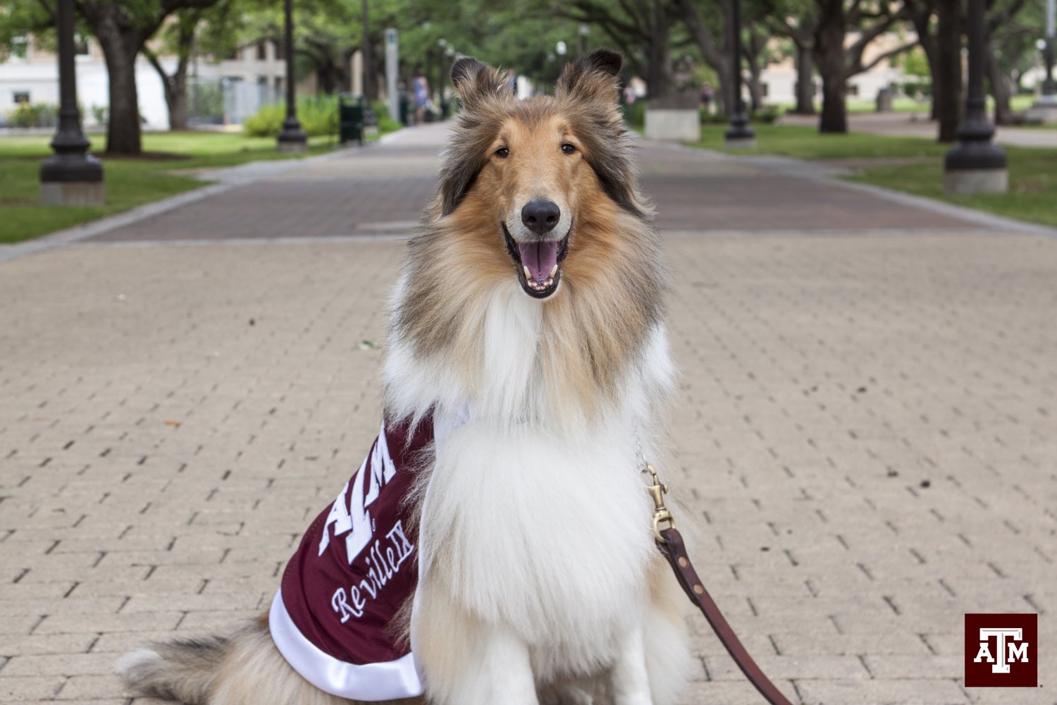 Texas A&M University on Twitter: 
