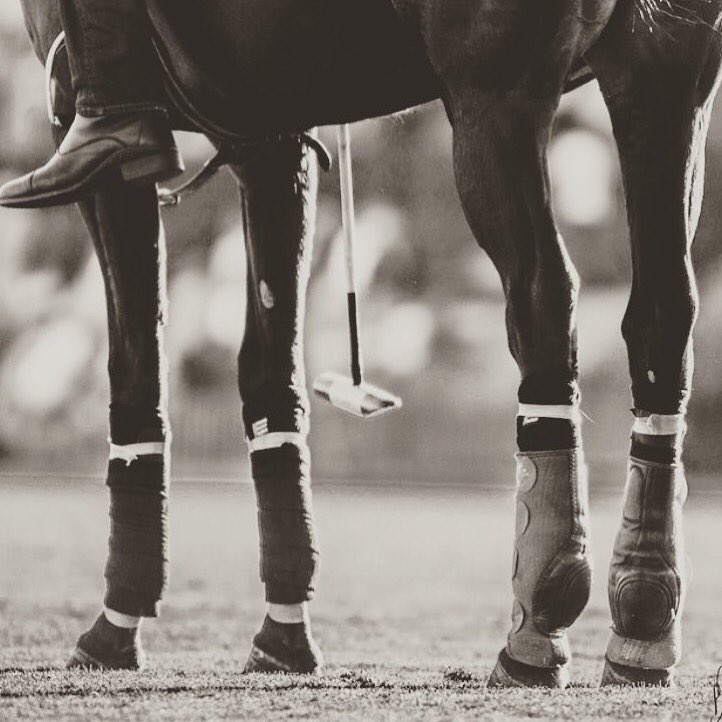 CLK POLO tweet media