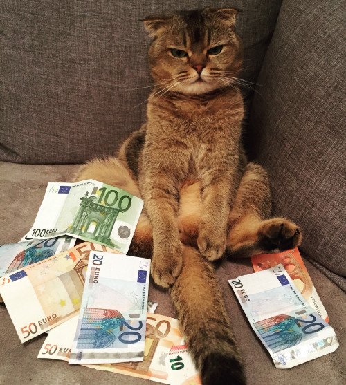 purrivilege's tweet image. i call the shots