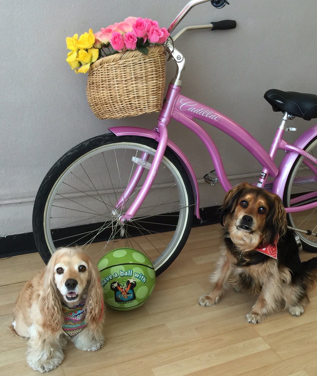 WigglebuttBox's tweet photo. When we first got Mia she could fit in my bike basket! https://t.co/wdZEg0q6xs