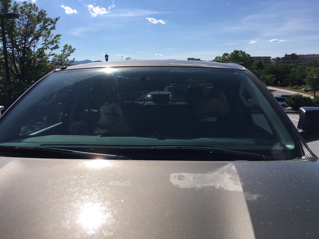 RatedRCope's tweet image. So it looks like Tundra wants to drive today. Shine and Hope got shotgun