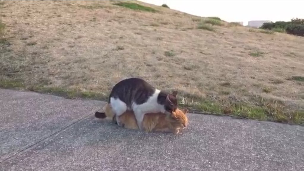 猫の交尾 猫の交尾