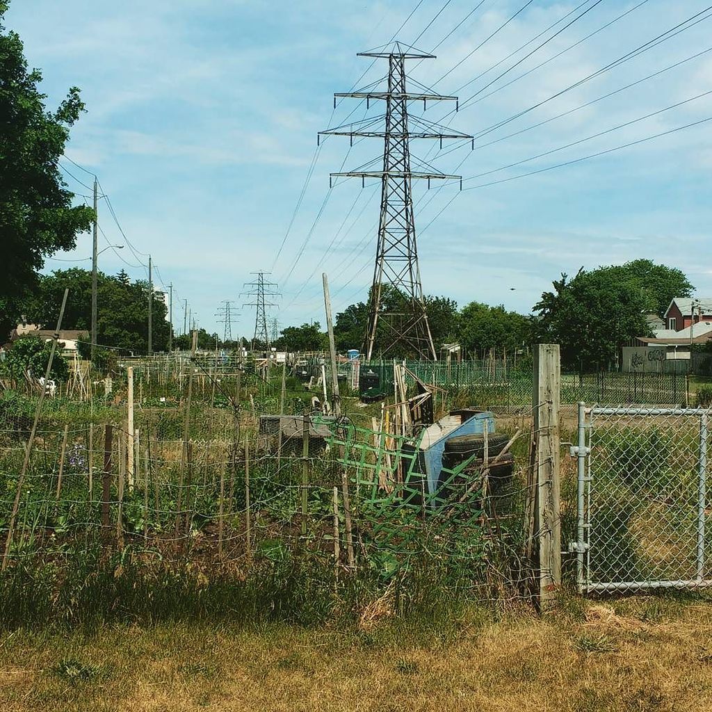 EveryParkTO's tweet photo. #mariebaldwinpark #everypark #everyparkproject #urbangarden #communitygarden #spinfarming https://t.co/d58a0pcb96 https://t.co/zHvWNEemRU