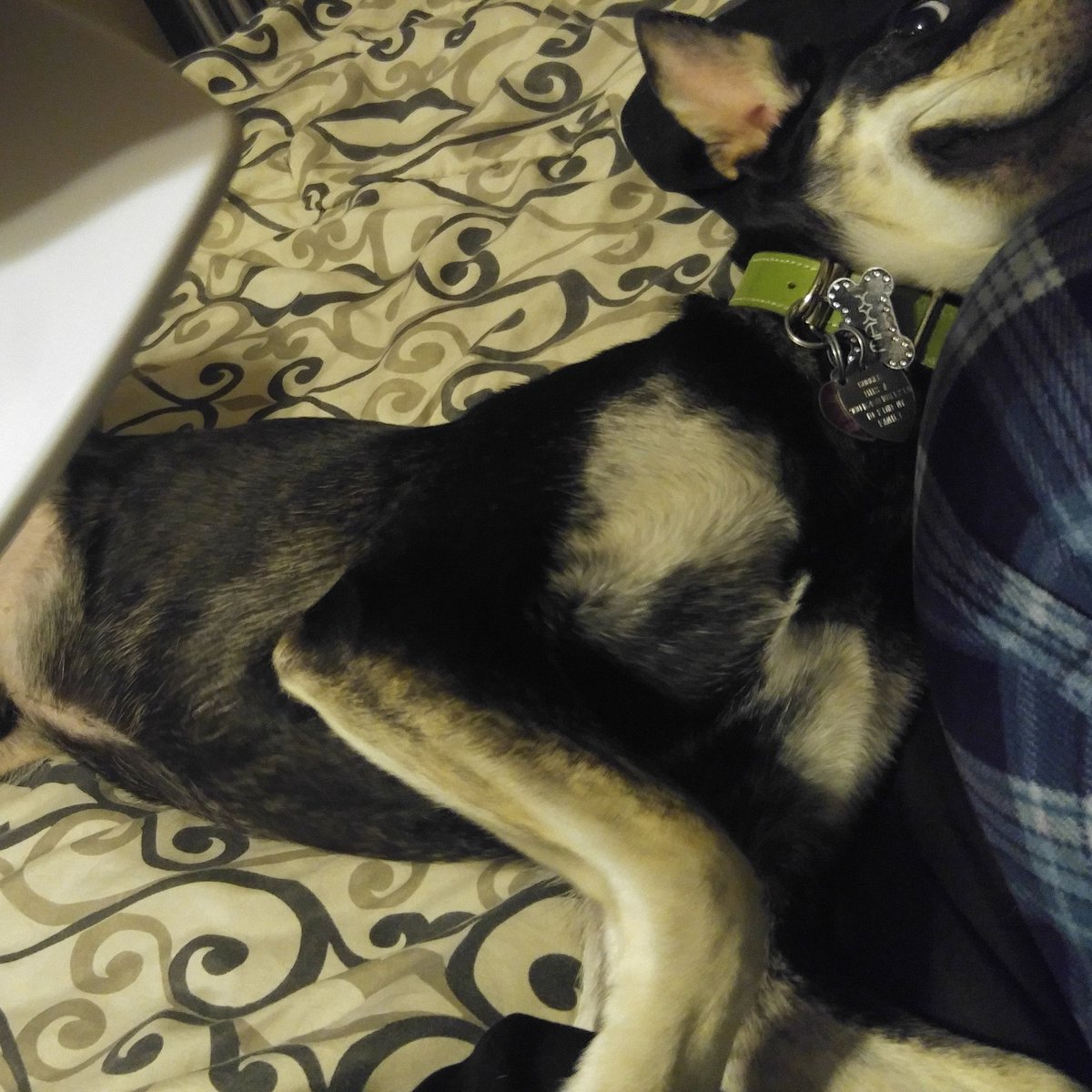 Kitkatzombie23's tweet image. His face at comb time cracks me up! Hahaaha