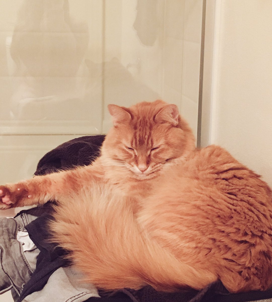 Mae's tweet photo. Orange cat doesn't think me pooping is very entertaining. https://t.co/jlg2nPVqQK