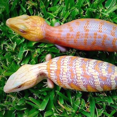 MythicReptiles's tweet photo. Can you name this species and morph? Tag someone who wants one!
#reptiles #reptilesofinstagram #nature https://t.co/zLWngcNqs9