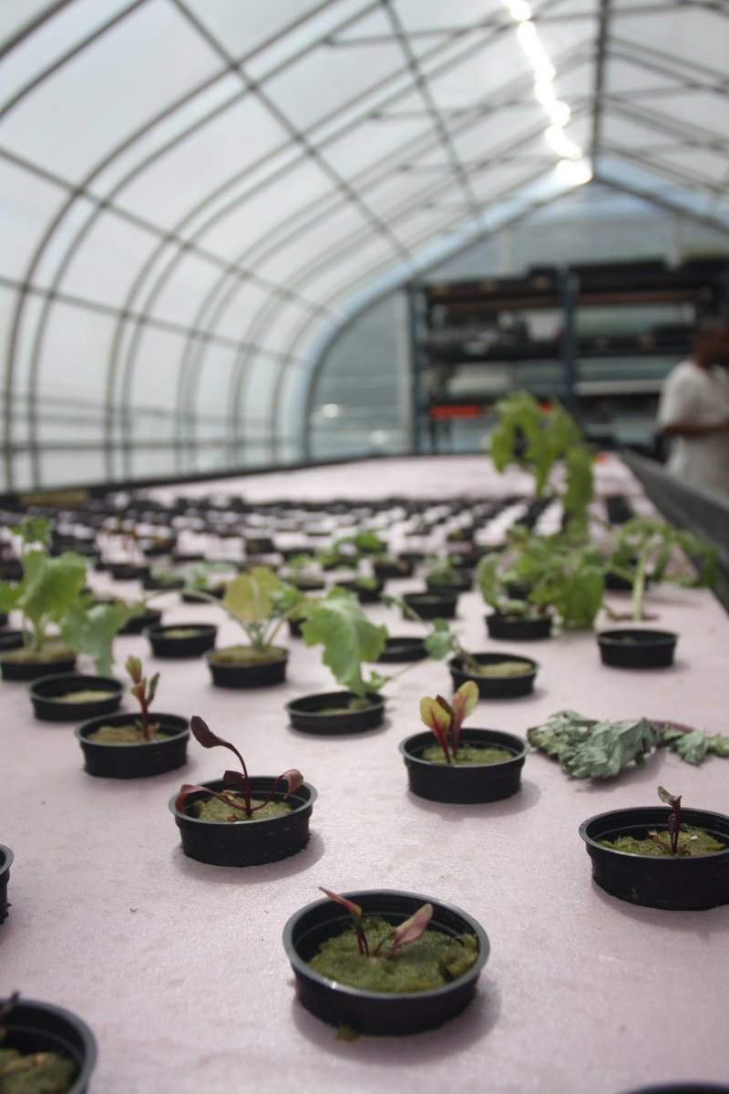 STLScienceCtr's tweet photo. Explore the world of aquaponics in our greenhouse lab. #GROW #SLSCGROW https://t.co/2GWeD5CX9K