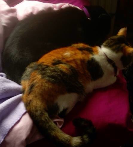 MeowpurrFilan's tweet photo. My babies hiding from the storm earlier Xxx https://t.co/DXAJaAcHXX