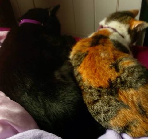 MeowpurrFilan's tweet photo. My babies hiding from the storm earlier Xxx https://t.co/DXAJaAcHXX