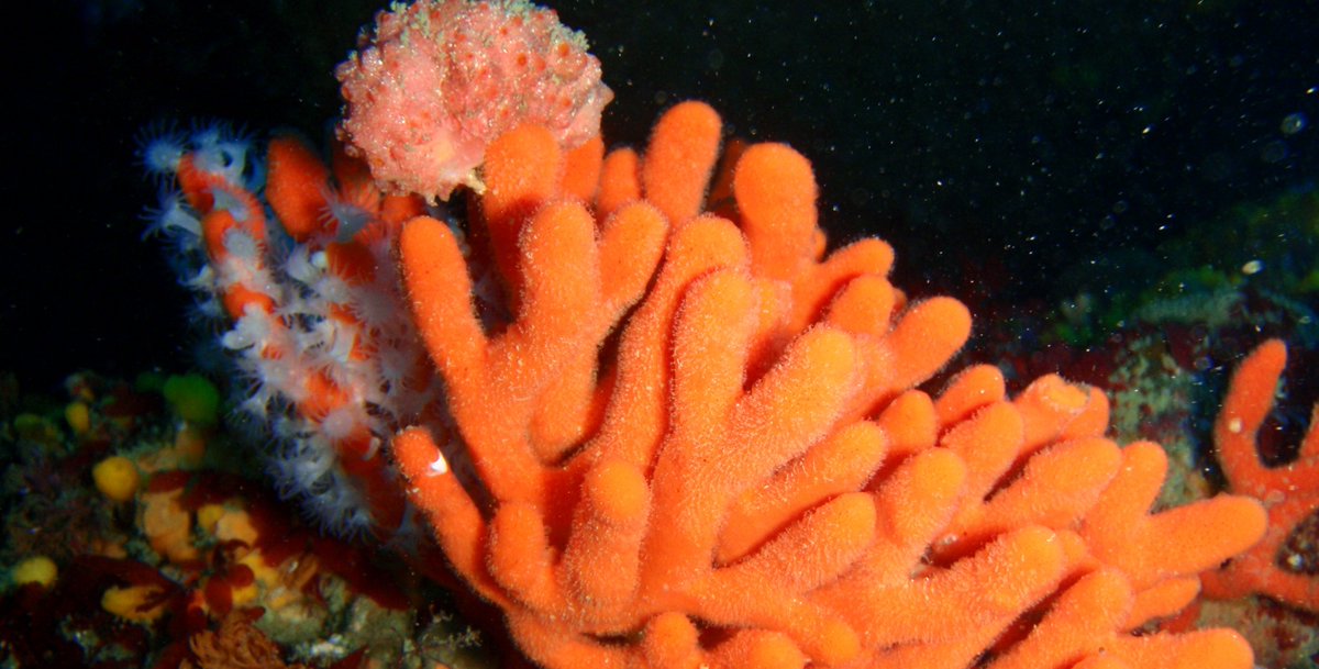 Global research with <a href="/aims_gov_au/">Australian Institute of Marine Science</a> finds incredible microbial diversity in ocean sponges: science.unsw.edu.au/news/research-…