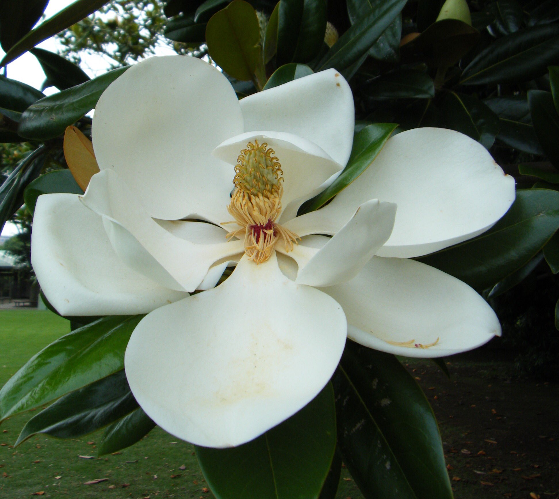 Twitter 上的 もも おはようございます 6 17誕生花 タイサンボク 花言葉 前途洋々 別名ハクレンボク 春から咲くモクレン属の最後を飾るのがこの花 大木に直径25cm程の花を咲かせます 日本には明治の頃 新宿御苑に植えたのが最初です T Co