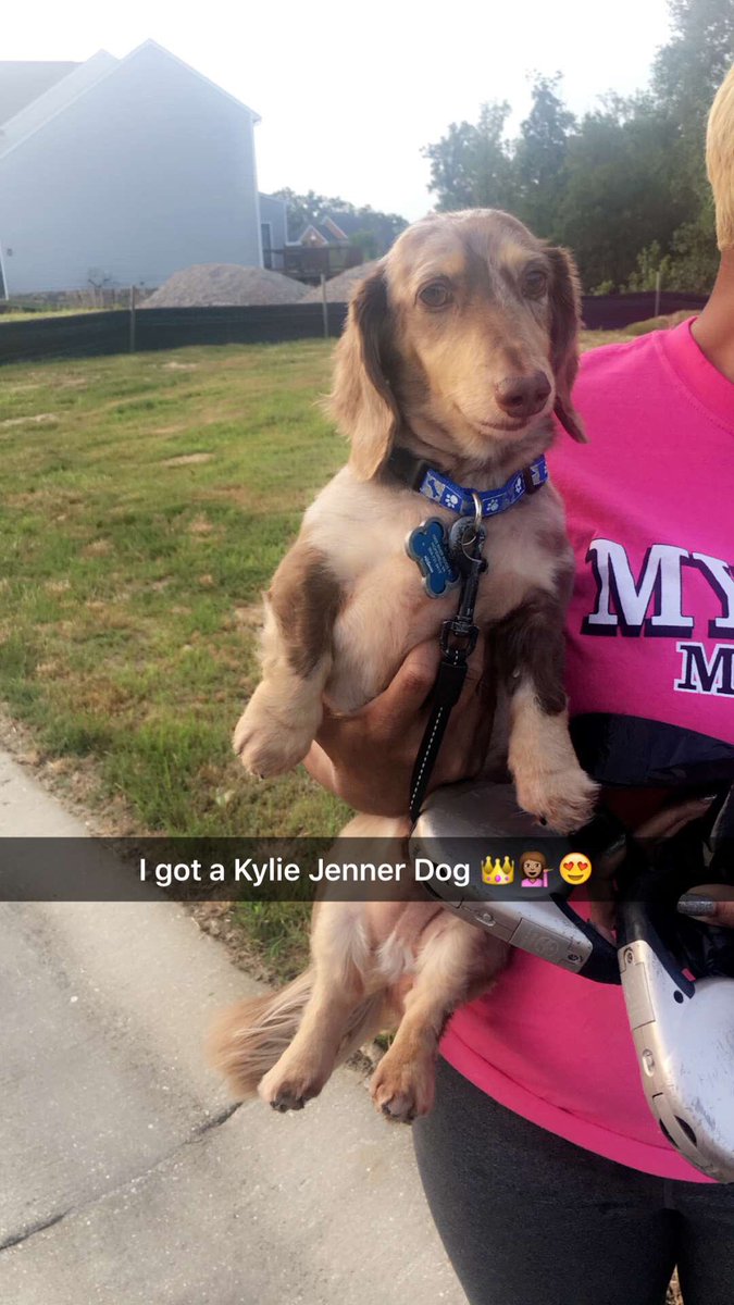 _BeAdvised's tweet image. I got a @KylieJenner dog 
#MyBabyLattè
#TeamWeinerDog
#KylieJennerDog