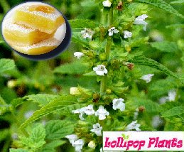 LollipopPlants's tweet photo. Show- https://t.co/TBc4iYqQ2x stopper lemon scent at a bargain price https://t.co/ebAiholCzI