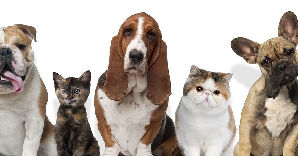 Getapetfoundation.org is online and running! go learn more and be sure to share! #dogsoftwitter #CatsOfTwitter