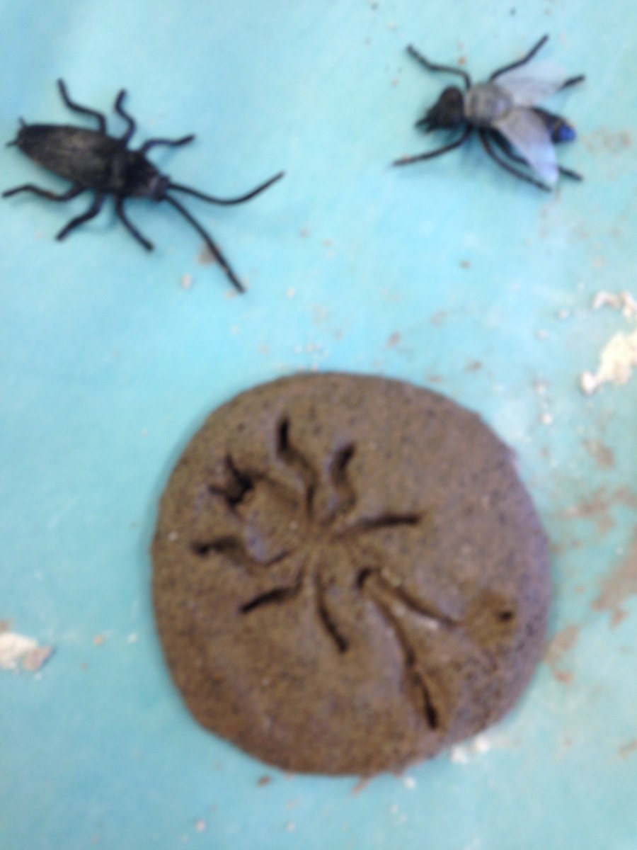 StemAndRoots's tweet photo. Entomologists are closely examining the body parts of insects by making an insect fossil! #InsectInvestigation #PBL https://t.co/N6P07uB3qe
