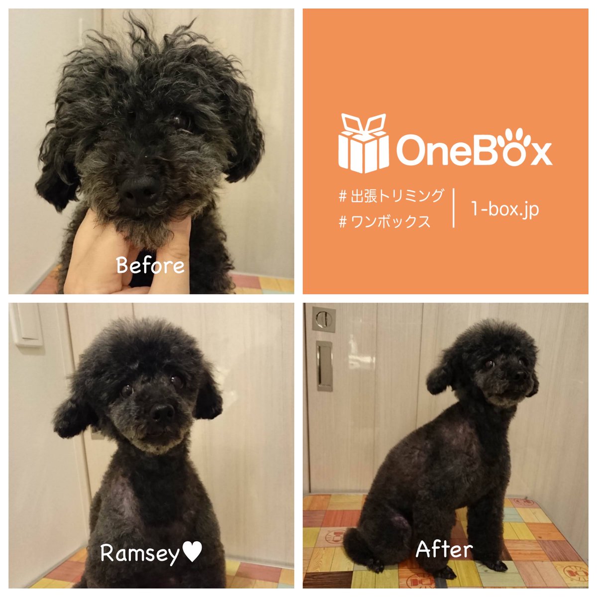 OneBox_'s tweet image. 出張トリミングを複数回利用しているトイプードルのラムジーちゃん🐶
自宅でのトリミングなので終始落ち着いていました♫
1-box.jp
#出張トリミング #プードル部 #トイプードル部  #トイプードル