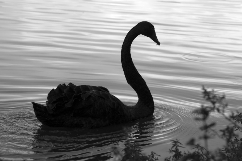 Ext 150 - CISNE 40x60cm 170616