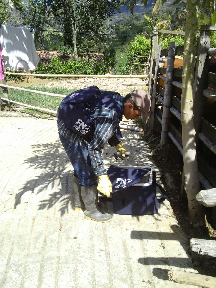 MinAgricultura's tweet photo. La sanidad pecuaria compromiso de todos, en el municipio de Girardota, Antioquia, ICA presente #ContraLaAftosa https://t.co/KtmlsOnBhy