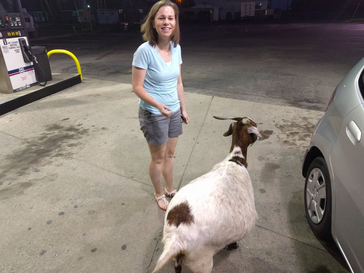 JamesPHedges's tweet photo. Curious goat at a gas station outside of Manteo with @clairehagerman. She nuzzled my leg while we were getting gas. https://t.co/YKmqp7KACw