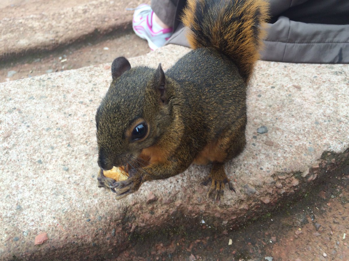hannahstrasburg's tweet photo. he was cute until I ran out of food to give him. #IAmWounded https://t.co/i3wDX33MwC