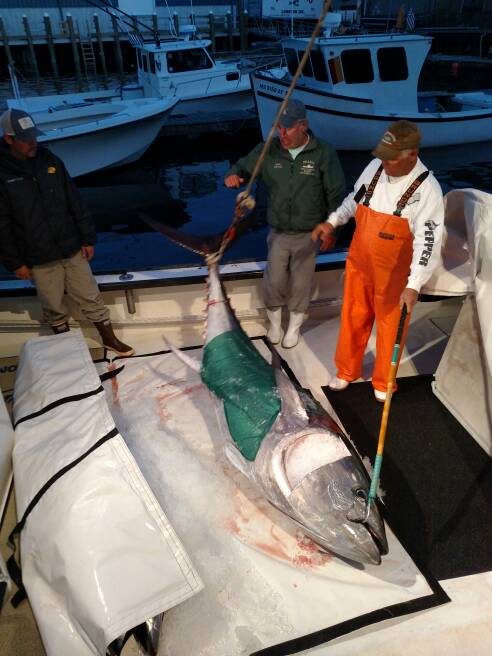 SchwEJ's tweet photo. 6/16/16 - .@CaptFVLily unloading | @wickedspotter #GloucesterMA  @WickedTuna #WickedTuna https://t.co/j8FxMprEa2