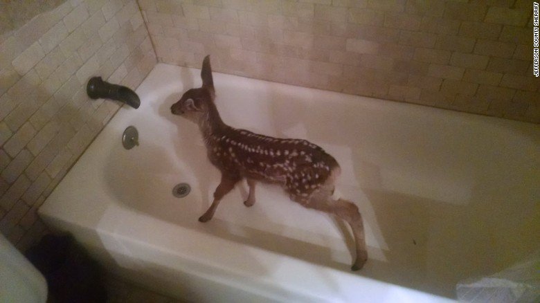 CNN's tweet image. Baby deer runs through the front door, hops in Colorado man's bathtub cnn.it/1URENnL
