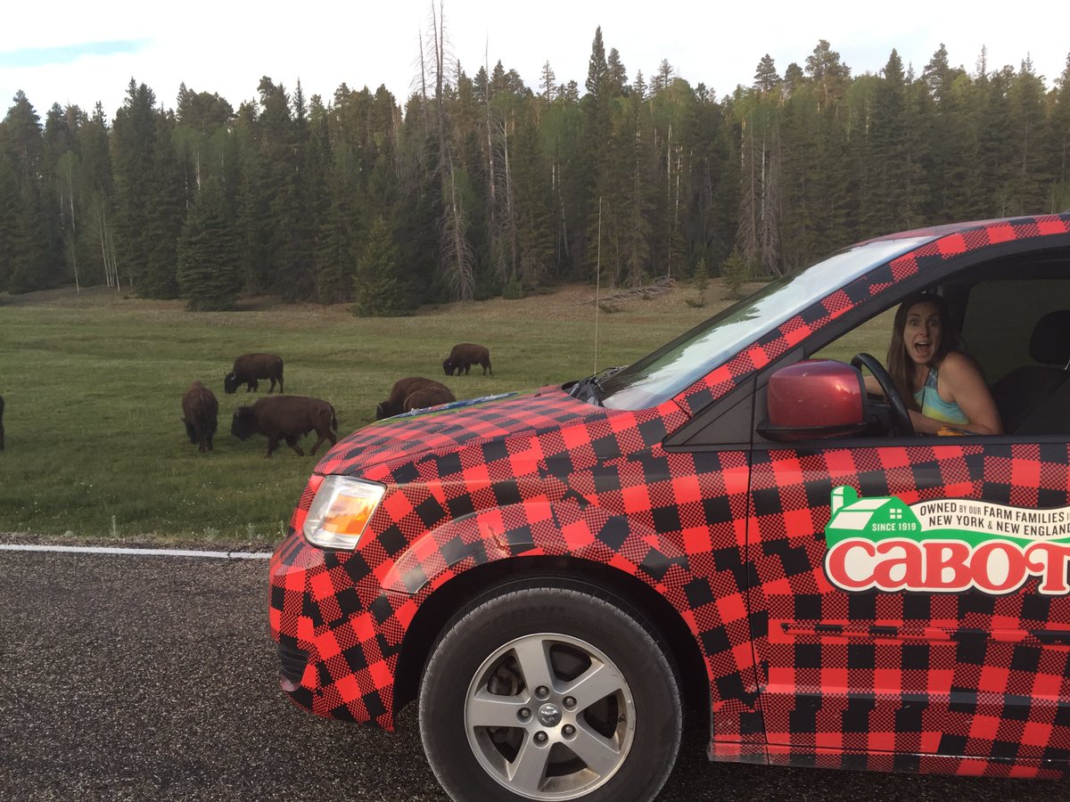 cabotcreamery's tweet photo. Why, hello Buffalo. Can we interest you in some cheese? #RAOC2016 https://t.co/CP5FjICr6X