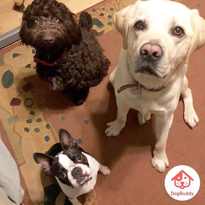roverdotcom_uk's tweet photo. 3 Musketeers. All shapes and sizes. 
#BostonTerrier #Labrador #CurlyThing #Dogstagram #Fur… https://t.co/EeGGBeYYrH https://t.co/EaE6Jhp14C