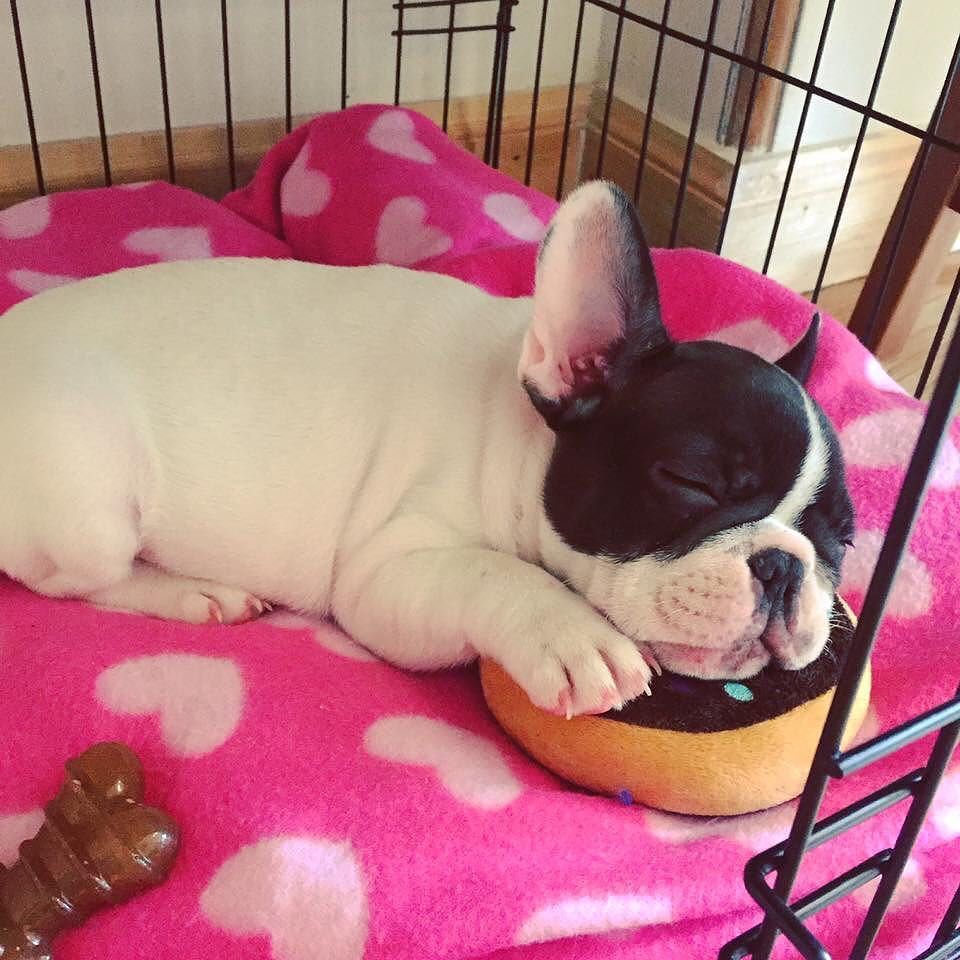 hellorogue's tweet photo. T.G.I.F 🐶💖 #brolive #frenchie #puppy #dogsofinstagram https://t.co/TGZNBxKW44 https://t.co/ouWD1DgLYZ