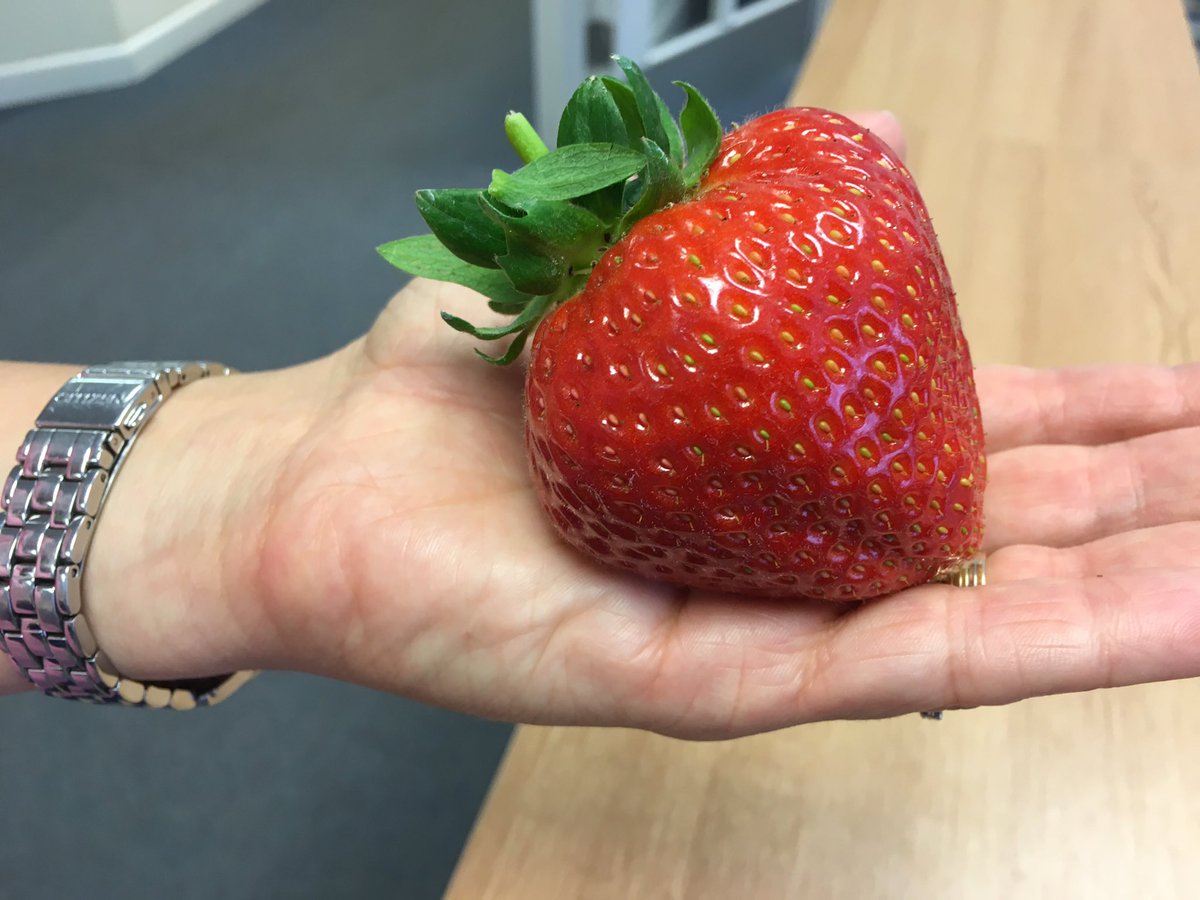 Anthony Snell Wow Giant 90g Strawberry Picked Today Driscollsberry Berrygardensltd Britishberries Can Anyone Beat It Rt