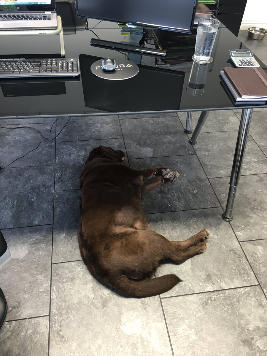 DannyAbes's tweet photo. The @Futura_Group mascot getting some shuteye. In the way a little I have to admit. #futuragroup 🐶👔 https://t.co/i5rBJ68Eu5