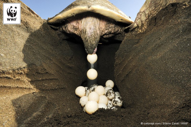 Яйцо пустыни. Пустыня гоби яйца динозавров. Окаменелое яйцо динозавра. Окаменевшие яйца динозавров в пустыне гоби. Желейные яйца.