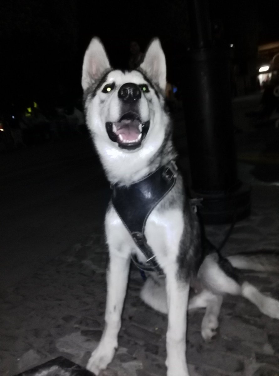 EriickMG's tweet photo. #FOOSTER #SIBERIAN #HUSKY https://t.co/vyj6R8nXXg