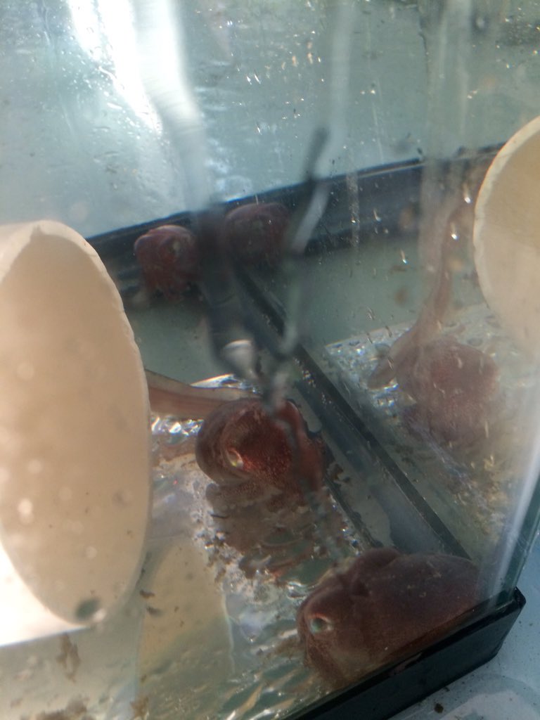 DrSaraSmith's tweet photo. Adult stubby #squid in the #funecol2016 teaching lab after the trawl @BamfieldMSC @Namgecko https://t.co/Py8mhH32I0